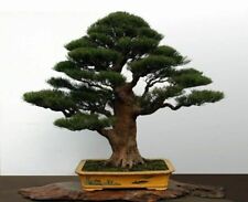 Semi casuarina equisetifolia usato  Reggio Calabria