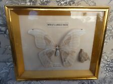 Papillon naturalisé ancien d'occasion  France
