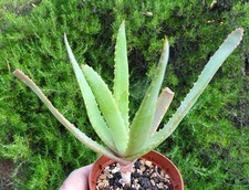 Aloe capitata tsiroanomandidy d'occasion  Servian