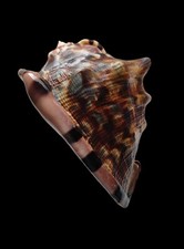 Shell conchiglia cassis usato  Forano