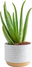 Aloe vera live for sale  Lakewood