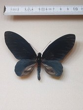 Atrophaneura nox erebus gebraucht kaufen  Halle