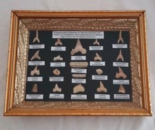 Teca denti vertebre usato  Soliera