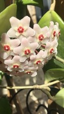 Hoya carnosa d'occasion  Montpellier-