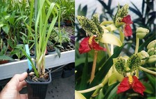 Cymbidiella pardalina orchidé d'occasion  Fumel