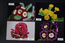 Primula auriculas matthew for sale  PLYMOUTH