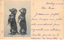 Animaux 69899 teckels d'occasion  France