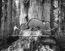 Redwood sequoia logging for sale  Theresa