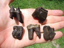 Choice tapir teeth for sale  Tallahassee