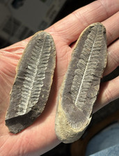 Nice long fossil for sale  Jackson