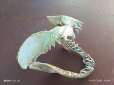 Mâchoire requin 24cm d'occasion  Benfeld