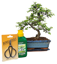 Chinese elm bonsai for sale  LUTTERWORTH