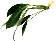 Anubias congensis extra for sale  PLYMOUTH