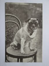 Cachorro fofo sentado em uma cadeira! Cartão postal vintage E7 comprar usado  Enviando para Brazil
