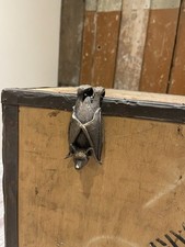 Bat pendant halloween for sale  OXFORD