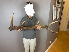 Roosevelt elk shed for sale  Moscow