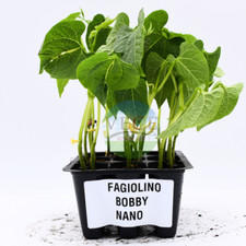 Piantine fagiolino bobby usato  Valva