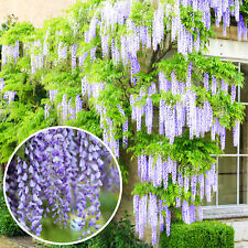 Wisteria sinensis blue for sale  UK