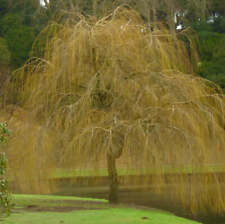 Salix alba subsp. usato  Napoli