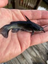 Live baby blk for sale  Angleton