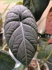 Alocasia maharani corm for sale  NEWTOWNARDS
