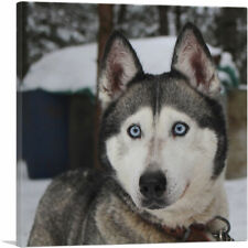 Artcanvas siberian husky for sale  Niles