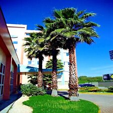 Mexican fan palm for sale  Lincolnton