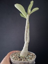 Bonsaï baobab rose d'occasion  Aire-sur-l'Adour