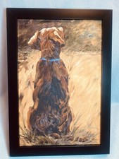 Chocolate labrador retriever for sale  Quincy