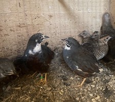 Best option chinese for sale  BARKING