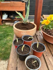 Plante cactus agave d'occasion  Erquinghem-Lys