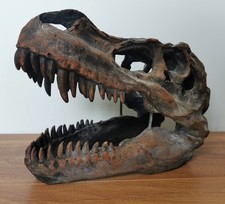 Tyrannosaurus rex skull for sale  PLYMOUTH