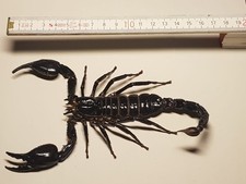 Heterometrus cyaneus weibchen gebraucht kaufen  Halle