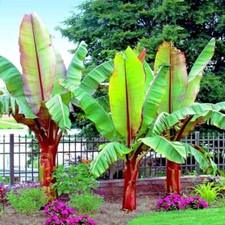Abyssinian banana tree for sale  Russell