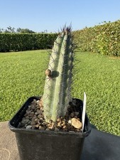 Cereus aethiops cactus usato  Arezzo