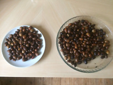 Acorns acorn seeds for sale  STOURBRIDGE