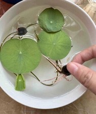 3pcs lotus seedlings for sale  La Verne