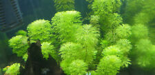 Limnophila sessiliflora pianta usato  Tivoli