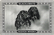 whisky dogs for sale  UK
