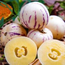 Pepino melon seed for sale  Rockville