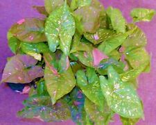 Pink splash syngonium for sale  Mobile