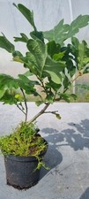 eichenbaum gebraucht kaufen eichenbaum gebraucht kaufen Solingen