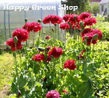 Poppy red peony for sale  DONCASTER