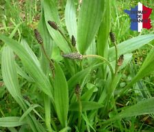 Plantain lancéolé plante d'occasion  Pont-Audemer