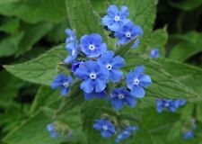 Green alkanet roots for sale  FORRES