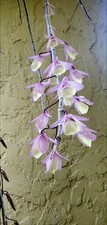 Dendrobium aphyllum live for sale  Pinellas Park