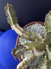 Rare cactus euphorbia d'occasion  Aire-sur-l'Adour