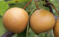 Asian pear trees for sale  LLANWRDA