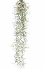 Spanish moss mini for sale  DRONFIELD