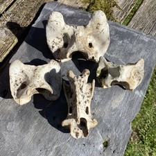 Real red deer for sale  HEXHAM